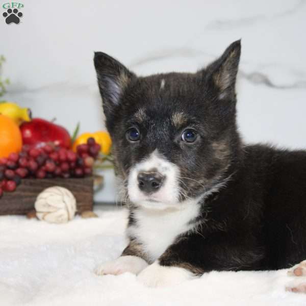 Bubba, Pembroke Welsh Corgi Puppy